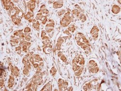 IL17RD Polyclonal Antibody, Invitrogen 100 &mu;L; Unconjugated:Antibodies,