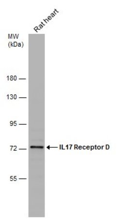 IL17RD Polyclonal Antibody, Invitrogen 100 &mu;L; Unconjugated:Antibodies,