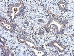 Invitrogen MRPL18 Polyclonal Antibody 100 &mu;L; Unconjugated:Antibodies,