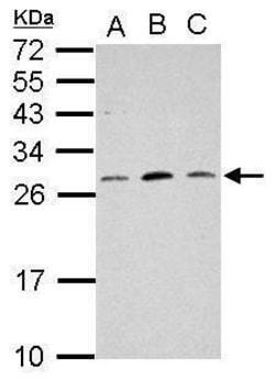 Invitrogen MRPL18 Polyclonal Antibody 100 &mu;L; Unconjugated:Antibodies,