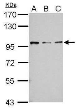Invitrogen RASA4 Polyclonal Antibody 100 &mu;L; Unconjugated:Antibodies,