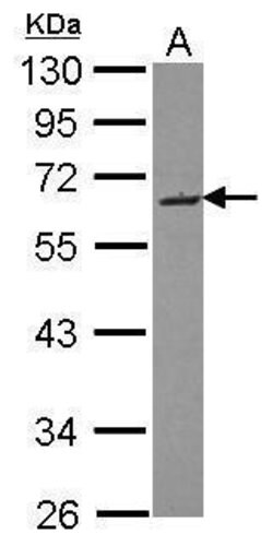 Invitrogen SMOC2 Polyclonal Antibody 100 &mu;L; Unconjugated:Antibodies,