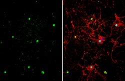 Invitrogen ZBTB20 Polyclonal Antibody 100 &mu;L; Unconjugated:Antibodies,