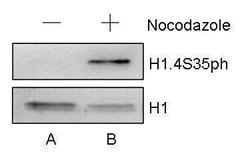 Invitrogen Phospho-Histone H1.4 (Ser35) Polyclonal Antibody 100 &mu;L | Buy Online | Invitrogen&trade; | Fisher Scientific