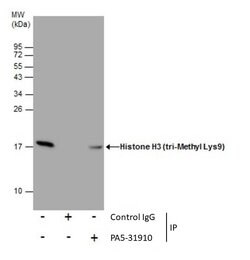 Invitrogen H3K9me3 Polyclonal Antibody 100 &mu;L; Unconjugated:Anticorps,