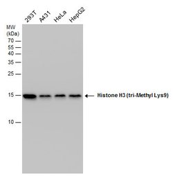 Invitrogen H3K9me3 Polyclonal Antibody 100 &mu;L; Unconjugated:Anticorps,