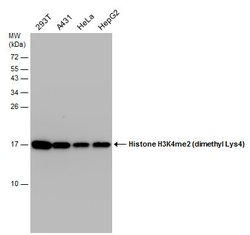 Invitrogen H3K4me2 Polyclonal Antibody 100 &mu;L; Unconjugated:Antibodies,