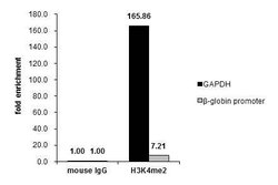 Invitrogen H3K4me2 Polyclonal Antibody 100 &mu;L; Unconjugated:Antibodies,