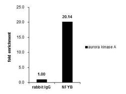 Invitrogen NFYB Polyclonal Antibody 100 &mu;L; Unconjugated:Antibodies,