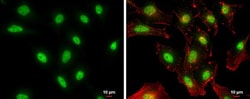 Invitrogen NFYB Polyclonal Antibody 100 &mu;L; Unconjugated:Antibodies,