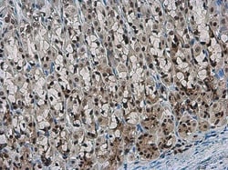 Invitrogen NFYB Polyclonal Antibody 100 &mu;L; Unconjugated:Antibodies,