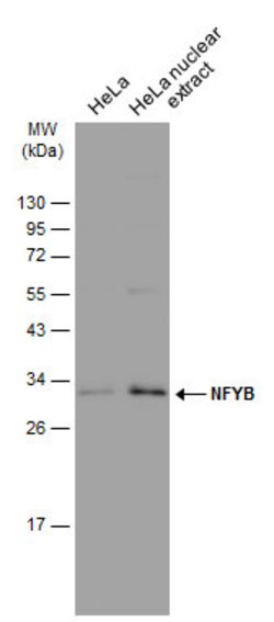 Invitrogen NFYB Polyclonal Antibody 100 &mu;L; Unconjugated:Antibodies,