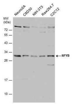 Invitrogen NFYB Polyclonal Antibody 100 &mu;L; Unconjugated:Antibodies,