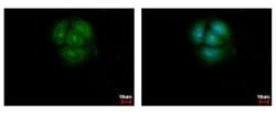 Invitrogen AKT Pan Polyclonal Antibody 100 &mu;L; Unconjugated:Antibodies,