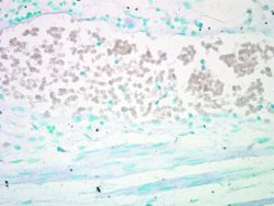 Invitrogen AKT Pan Polyclonal Antibody 100 &mu;L; Unconjugated:Antibodies,