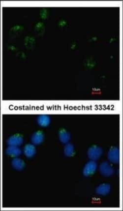 Invitrogen Embigin Polyclonal Antibody 100 &mu;L; Unconjugated:Antibodies,