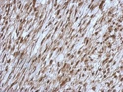 Invitrogen ORP9 Polyclonal Antibody 100 &mu;L; Unconjugated:Antibodies,
