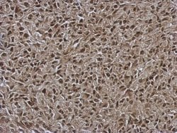 Invitrogen ORP9 Polyclonal Antibody 100 &mu;L; Unconjugated:Antibodies,