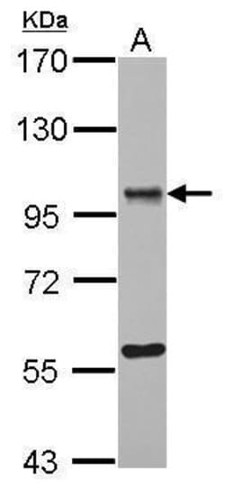 Invitrogen ORP9 Polyclonal Antibody 100 &mu;L; Unconjugated:Antibodies,
