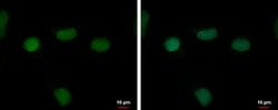 Invitrogen RFPL4B Polyclonal Antibody 100 &mu;L; Unconjugated:Antibodies,