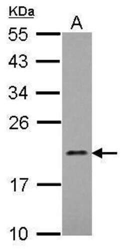 Invitrogen MRPL21 Polyclonal Antibody 100 &mu;L; Unconjugated:Antibodies,