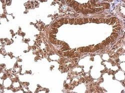 Invitrogen PABPC4 Polyclonal Antibody 100 &mu;L; Unconjugated:Antibodies,