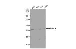 Invitrogen PABPC4 Polyclonal Antibody 100 &mu;L; Unconjugated:Antibodies,