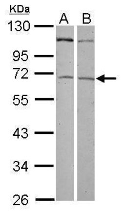 Invitrogen ZNF503 Polyclonal Antibody 100 &mu;L | Buy Online | Invitrogen&trade; | Fisher Scientific