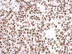 Histone H3 Polyclonal Antibody, Invitrogen&trade; 100 &mu;L; Unconjugated 