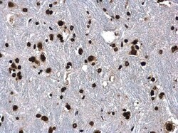 Histone H3 Polyclonal Antibody, Invitrogen&trade;