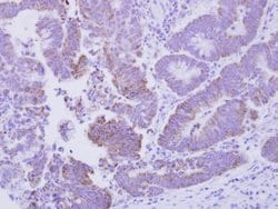 Invitrogen CISD2 Polyclonal Antibody 100 &mu;L; Unconjugated:Antibodies,