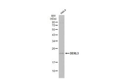 Invitrogen DERL3 Polyclonal Antibody 100 &mu;L; Unconjugated:Antibodies,