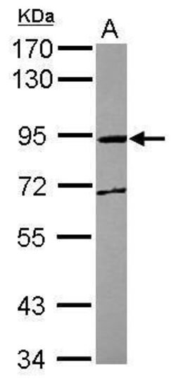 Invitrogen MPEG1 Polyclonal Antibody 100 &mu;L | Buy Online | Invitrogen&trade; | Fisher Scientific