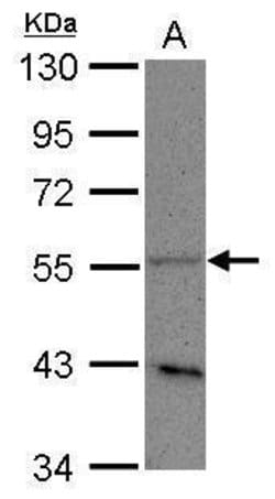 Invitrogen PLD3 Polyclonal Antibody 100 &mu;L; Unconjugated:Antibodies,