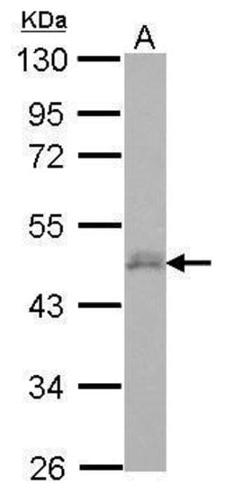 Invitrogen DPF3 Polyclonal Antibody 100 &mu;L; Unconjugated:Antibodies,