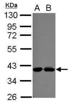 Invitrogen POLDIP3 Polyclonal Antibody 100 &mu;L | Buy Online | Invitrogen&trade; | Fisher Scientific