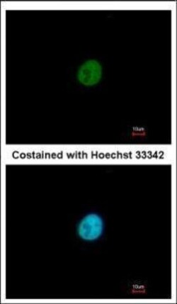 Invitrogen SNAI3 Polyclonal Antibody 100 &mu;L; Unconjugated:Antibodies,
