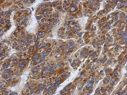 Invitrogen SFXN1 Polyclonal Antibody 100 &mu;L; Unconjugated:Antibodies,