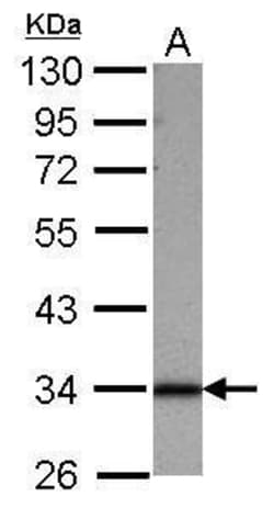 Invitrogen SFXN1 Polyclonal Antibody 100 &mu;L; Unconjugated:Antibodies,