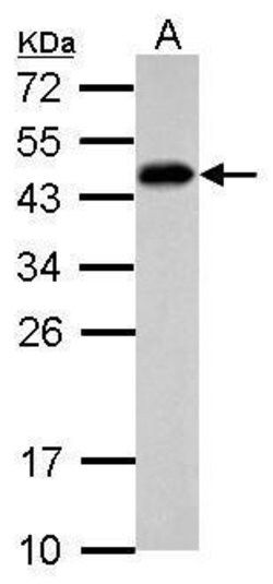 Invitrogen SCML4 Polyclonal Antibody 100 &mu;L; Unconjugated:Antibodies,