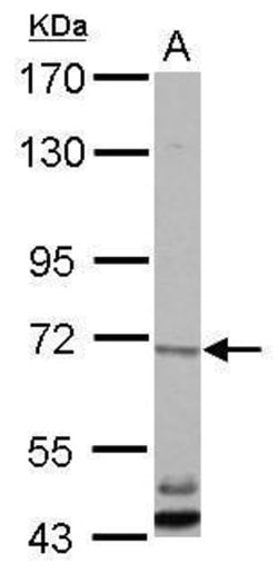 Invitrogen CBLL1 Polyclonal Antibody 100 &mu;L; Unconjugated:Antibodies,