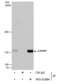 Invitrogen CYFIP1 Polyclonal Antibody 100 &mu;L; Unconjugated:Antibodies,