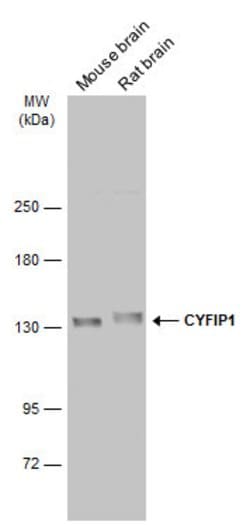 Invitrogen CYFIP1 Polyclonal Antibody 100 &mu;L; Unconjugated:Antibodies,