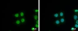Invitrogen NIP30 Polyclonal Antibody 100 &mu;L; Unconjugated:Antibodies,