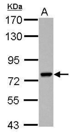 Invitrogen PARP6 Polyclonal Antibody 100 &mu;L; Unconjugated:Antibodies,
