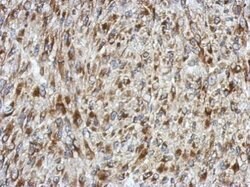 Invitrogen SDF4 Polyclonal Antibody 100 &mu;L; Unconjugated:Antibodies,