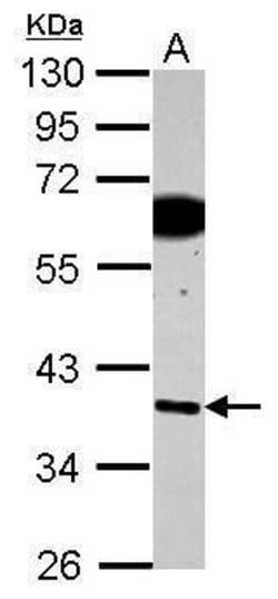 Invitrogen SDF4 Polyclonal Antibody 100 &mu;L; Unconjugated:Antibodies,