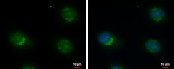 Invitrogen ERGIC3 Polyclonal Antibody 100 &mu;L; Unconjugated:Antibodies,