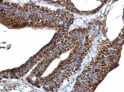 Invitrogen ERGIC3 Polyclonal Antibody 100 &mu;L; Unconjugated:Antibodies,