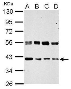 Invitrogen ERGIC3 Polyclonal Antibody 100 &mu;L; Unconjugated:Antibodies,